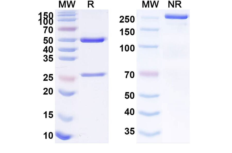 SDS-PAGE - Anti-TROP2 Antibody [BAT83] Biosimilar - BSA and Azide free (A340264) - Antibodies.com