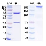 SDS-PAGE - Anti-TROP2 Antibody [ESG-41] Biosimilar - BSA and Azide free (A340265) - Antibodies.com