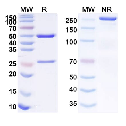 SDS-PAGE - Anti-TROP2 Antibody [SKB264] Biosimilar - BSA and Azide free (A340266) - Antibodies.com