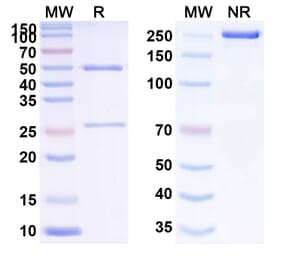 SDS-PAGE - Anti-TROP2 Antibody [RN927C] Biosimilar - BSA and Azide free (A340268) - Antibodies.com