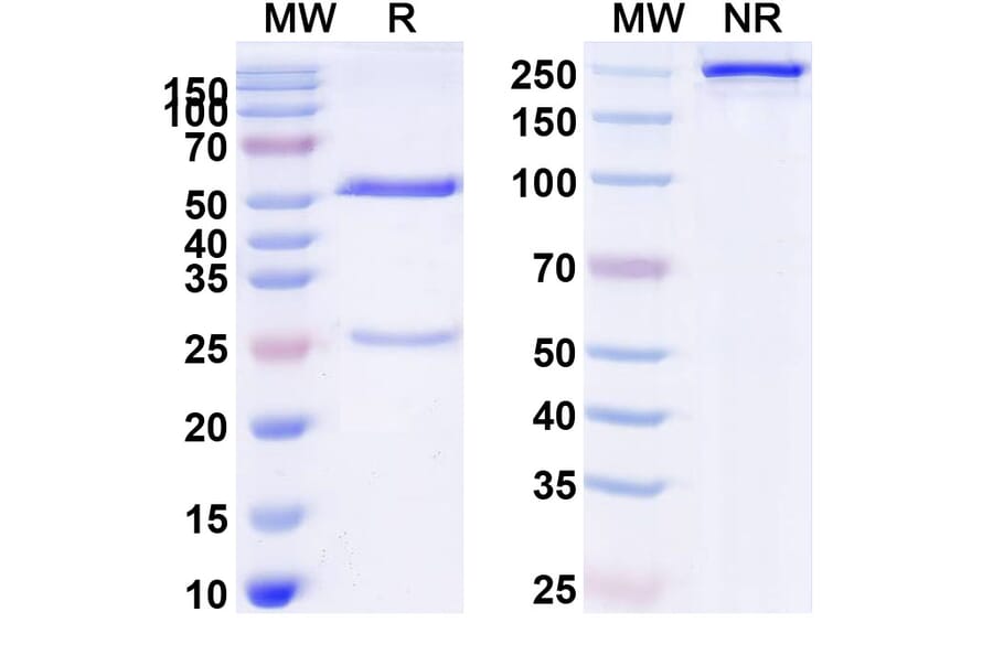 SDS-PAGE - Anti-Tau Antibody [PNT1] Biosimilar - BSA and Azide free (A340270) - Antibodies.com