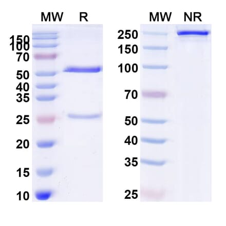 SDS-PAGE - Anti-Tau Antibody [PNT1] Biosimilar - BSA and Azide free (A340270) - Antibodies.com