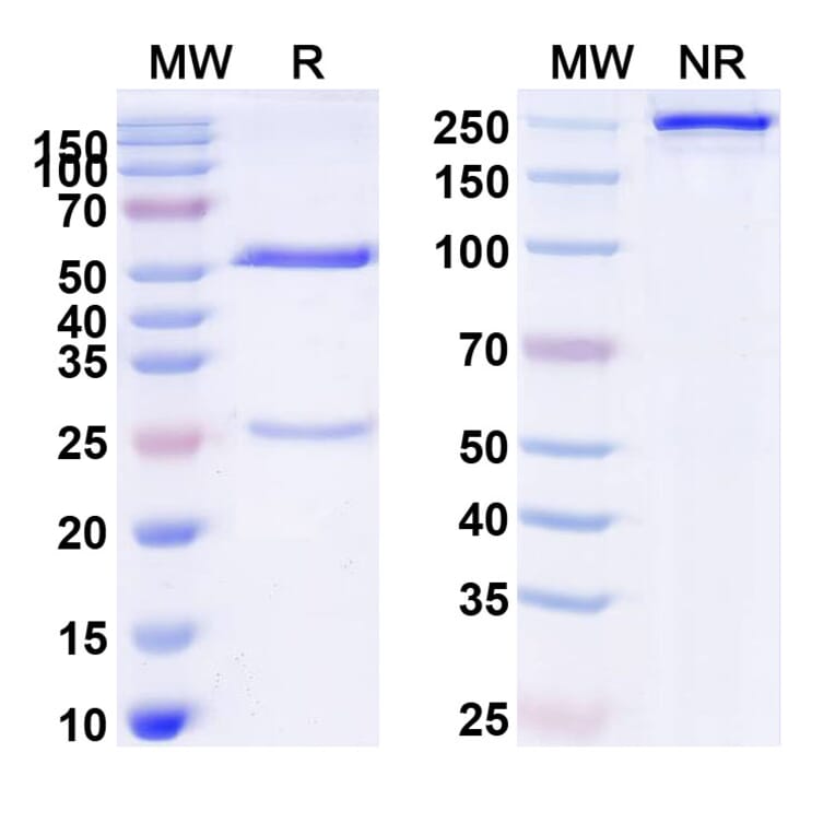 SDS-PAGE - Anti-Tau Antibody [PNT1] Biosimilar - BSA and Azide free (A340270) - Antibodies.com