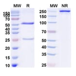 SDS-PAGE - Anti-Tau Antibody [PNT1] Biosimilar - BSA and Azide free (A340270) - Antibodies.com