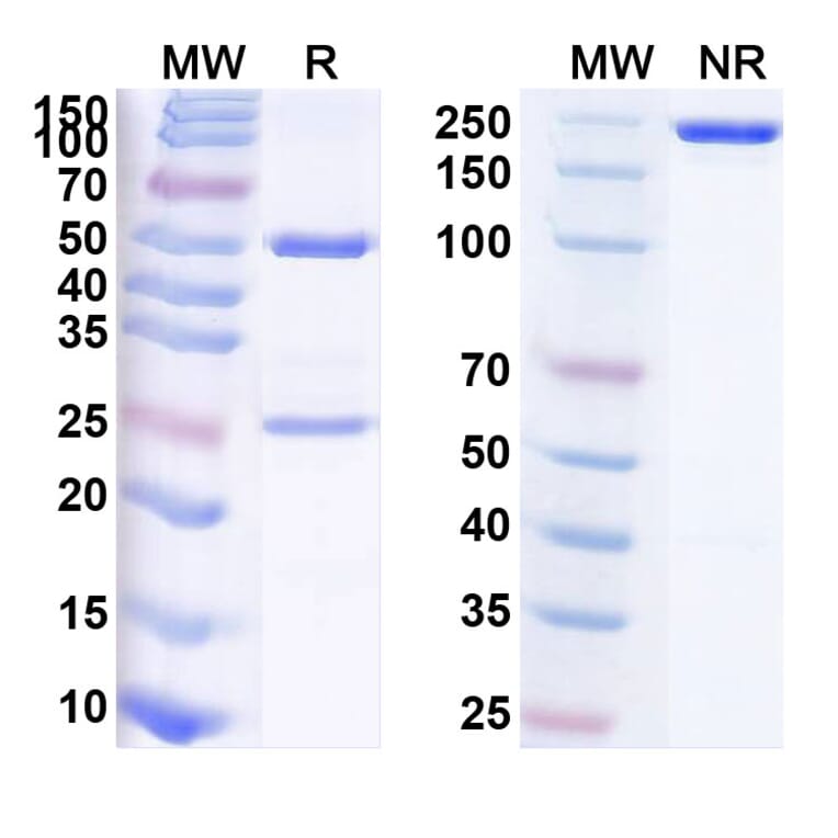 SDS-PAGE - Anti-Tau Antibody [CBTAU-24.1] Biosimilar - BSA and Azide free (A340272) - Antibodies.com