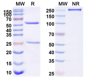 SDS-PAGE - Anti-Tau Antibody [BIIB76] Biosimilar - BSA and Azide free (A340273) - Antibodies.com