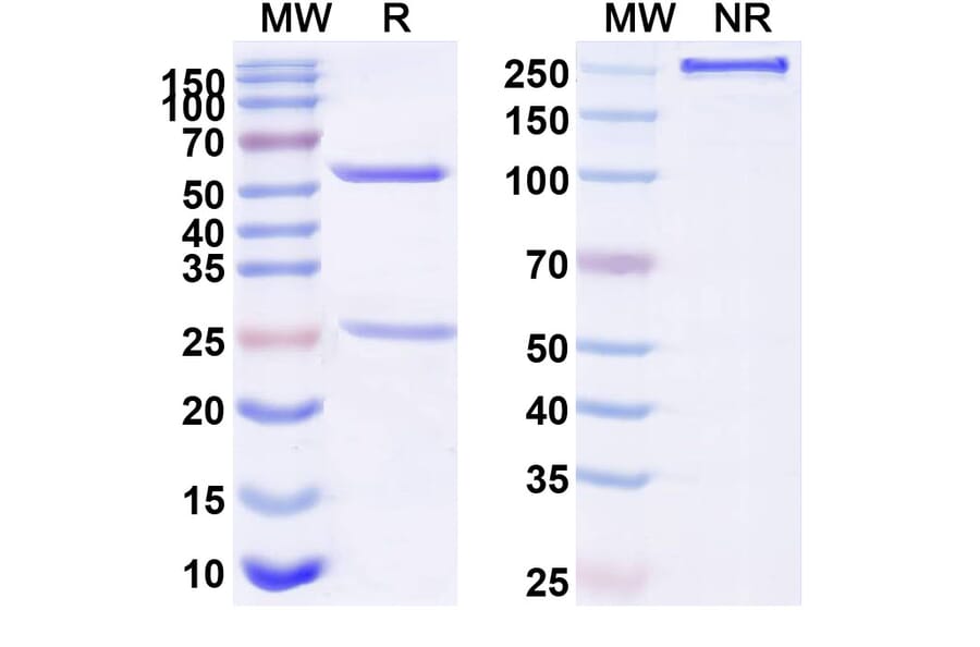 SDS-PAGE - Anti-Tau Antibody [BIIB76] Biosimilar - BSA and Azide free (A340273) - Antibodies.com