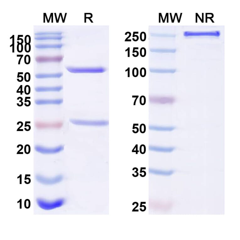 SDS-PAGE - Anti-Tau Antibody [BIIB76] Biosimilar - BSA and Azide free (A340273) - Antibodies.com