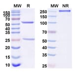 SDS-PAGE - Anti-Tau Antibody [BIIB76] Biosimilar - BSA and Azide free (A340273) - Antibodies.com