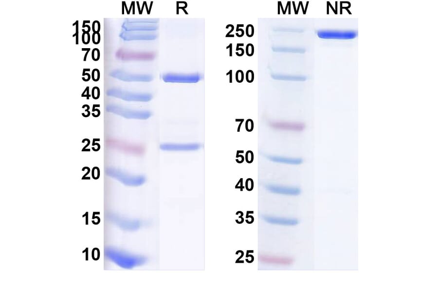 SDS-PAGE - Anti-Tau Antibody [TBL-1] Biosimilar - BSA and Azide free (A340274) - Antibodies.com