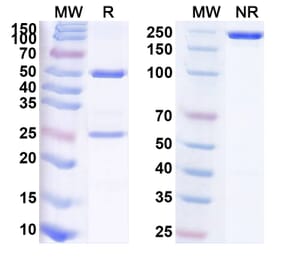 SDS-PAGE - Anti-Tenascin C Antibody [F16-131I] Biosimilar - BSA and Azide free (A340275) - Antibodies.com
