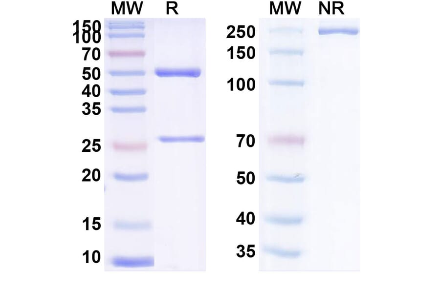SDS-PAGE - Anti-Tissue Factor Antibody [TNX-832] Biosimilar - BSA and Azide free (A340277) - Antibodies.com