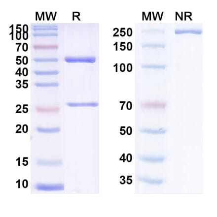 SDS-PAGE - Anti-Tissue Factor Antibody [TNX-832] Biosimilar - BSA and Azide free (A340277) - Antibodies.com