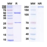 SDS-PAGE - Anti-Tissue Factor Antibody [CNTO 86] Biosimilar - BSA and Azide free (A340278) - Antibodies.com