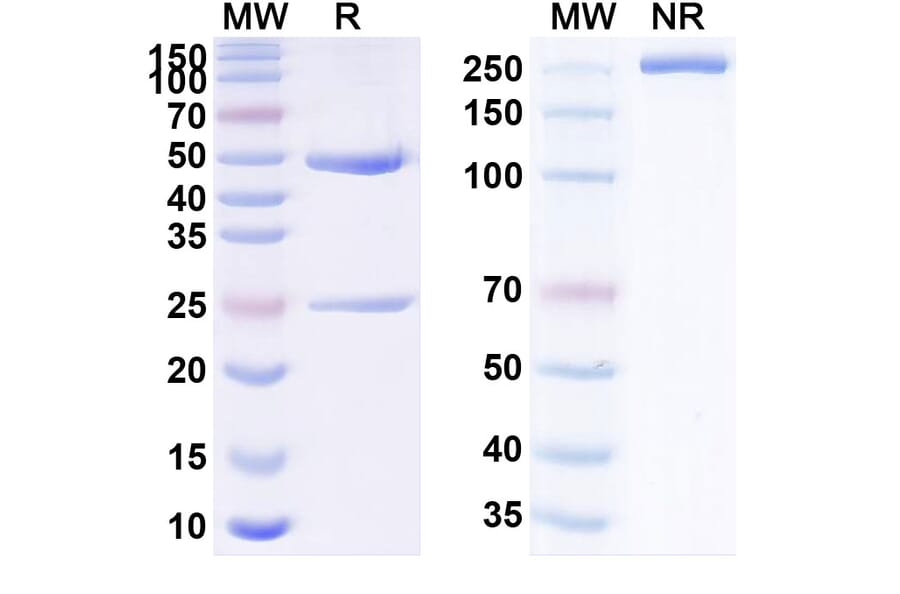 SDS-PAGE - Anti-Tissue Factor Antibody [MRG 4A] Biosimilar - BSA and Azide free (A340279) - Antibodies.com