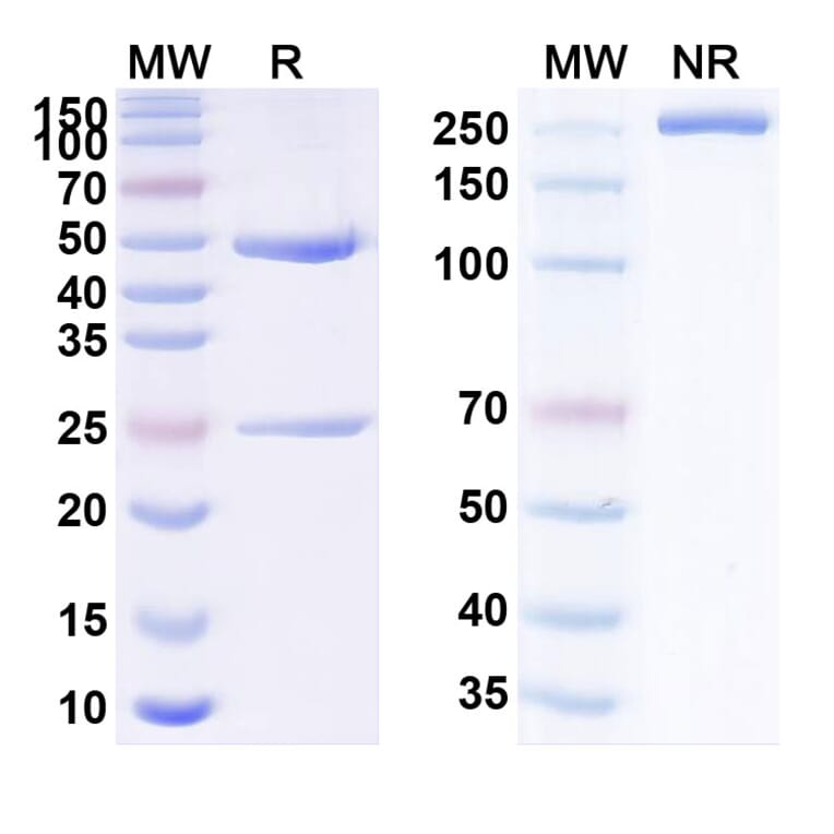 SDS-PAGE - Anti-Tissue Factor Antibody [EDO-B278] Biosimilar - BSA and Azide free (A340281) - Antibodies.com