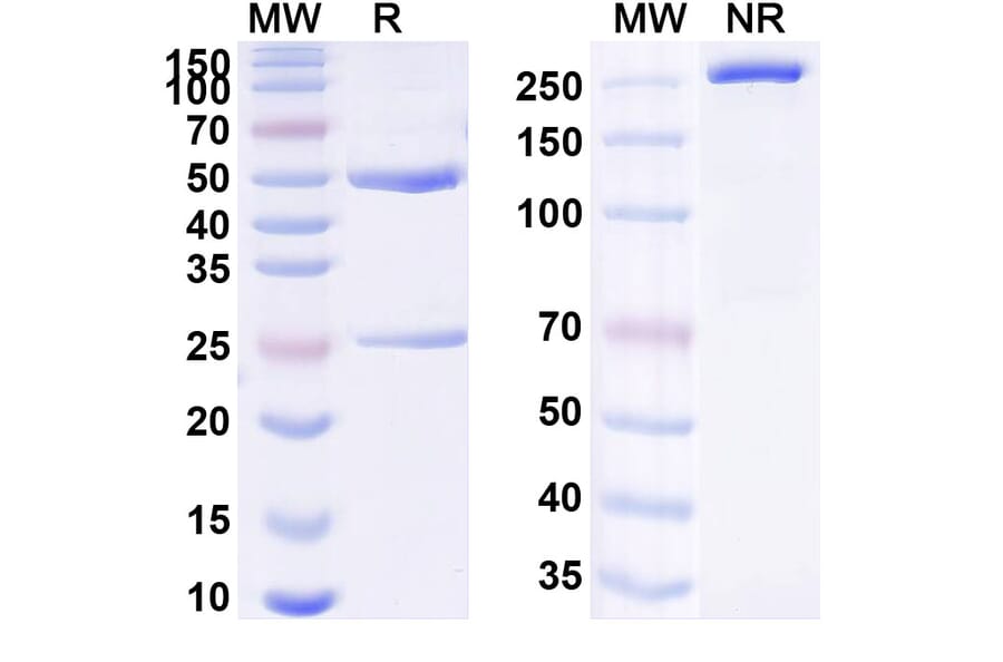 SDS-PAGE - Anti-Transferrin Receptor Antibody [AOC 11] Biosimilar - BSA and Azide free (A340283) - Antibodies.com