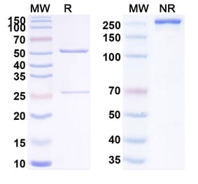SDS-PAGE - Anti-Transferrin Receptor Antibody [INA1] Biosimilar - BSA and Azide free (A340285) - Antibodies.com