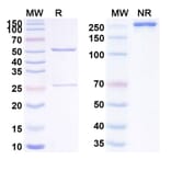SDS-PAGE - Anti-Transferrin Receptor Antibody [INA1] Biosimilar - BSA and Azide free (A340285) - Antibodies.com