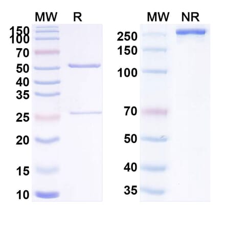 SDS-PAGE - Anti-Transferrin Receptor Antibody [TXB4] Biosimilar - BSA and Azide free (A340286) - Antibodies.com