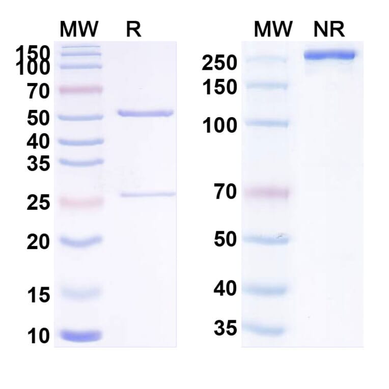 SDS-PAGE - Anti-Transferrin Receptor Antibody [TXB4] Biosimilar - BSA and Azide free (A340286) - Antibodies.com