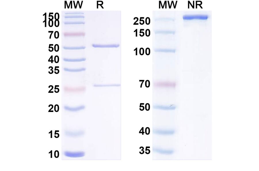 SDS-PAGE - Anti-Transferrin Receptor Antibody [TSP-A18] Biosimilar - BSA and Azide free (A340287) - Antibodies.com