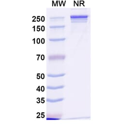 SDS-PAGE - Anti-Transferrin Receptor Antibody [JST-TFR9] Biosimilar - BSA and Azide free (A340288) - Antibodies.com