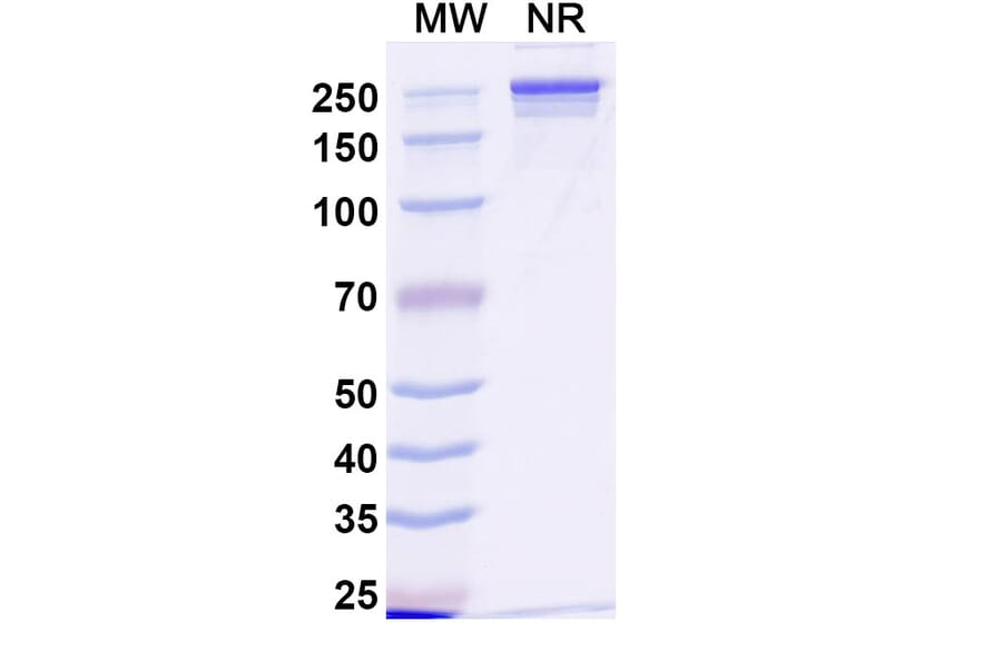 SDS-PAGE - Anti-Transferrin Receptor Antibody [JST-TFR9] Biosimilar - BSA and Azide free (A340288) - Antibodies.com