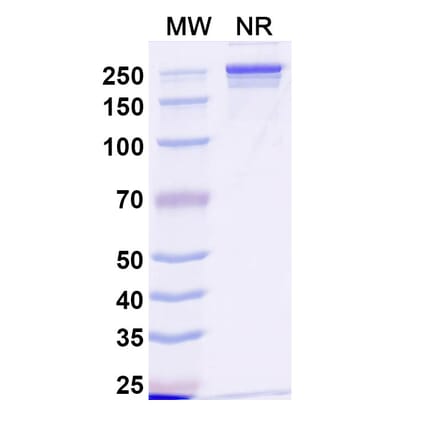 SDS-PAGE - Anti-Transferrin Receptor Antibody [JST-TFR9] Biosimilar - BSA and Azide free (A340288) - Antibodies.com
