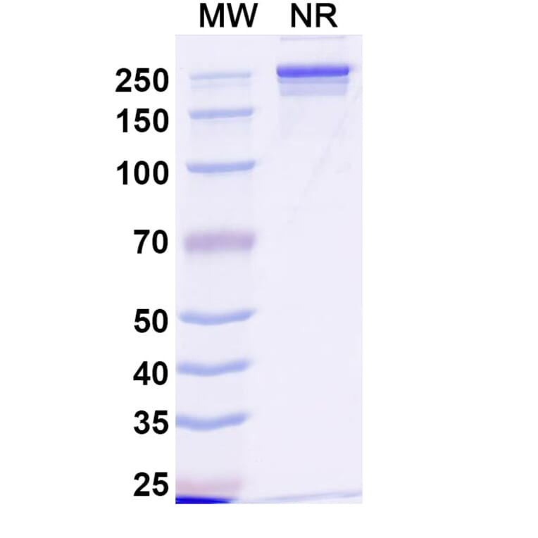 SDS-PAGE - Anti-Transferrin Receptor Antibody [JST-TFR9] Biosimilar - BSA and Azide free (A340288) - Antibodies.com
