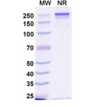 SDS-PAGE - Anti-Transferrin Receptor Antibody [JST-TFR9] Biosimilar - BSA and Azide free (A340288) - Antibodies.com