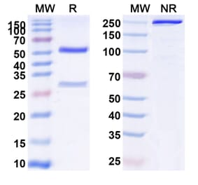 SDS-PAGE - Anti-Transferrin Receptor Antibody [AbGn-17] Biosimilar - BSA and Azide free (A340289) - Antibodies.com