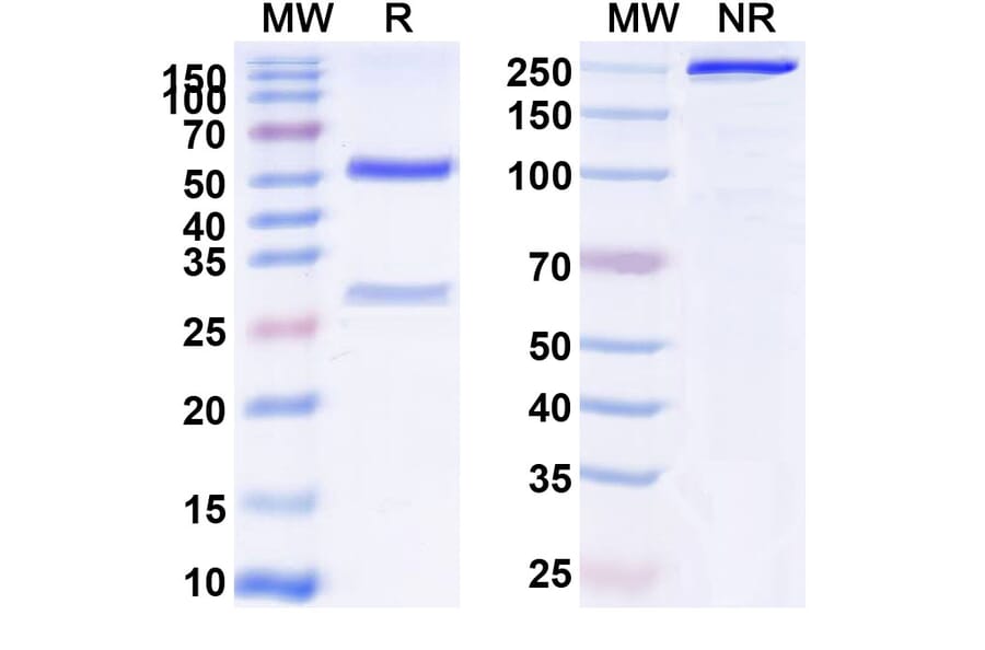 SDS-PAGE - Anti-Transferrin Receptor Antibody [AbGn-17] Biosimilar - BSA and Azide free (A340289) - Antibodies.com
