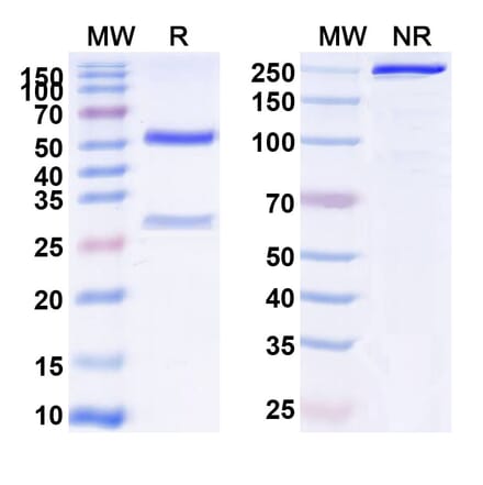 SDS-PAGE - Anti-Transferrin Receptor Antibody [AbGn-17] Biosimilar - BSA and Azide free (A340289) - Antibodies.com