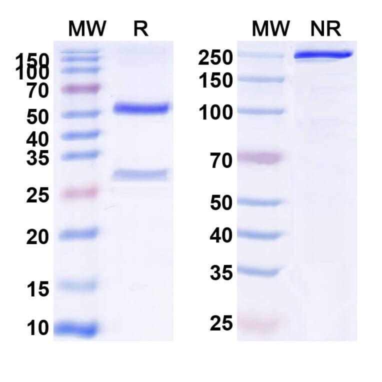 SDS-PAGE - Anti-Transferrin Receptor Antibody [AbGn-17] Biosimilar - BSA and Azide free (A340289) - Antibodies.com