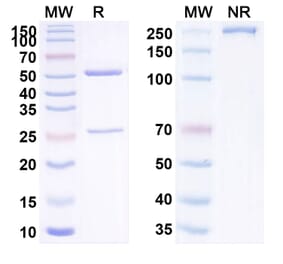 SDS-PAGE - Anti-TGF beta 1 Antibody [LY238277] Biosimilar - BSA and Azide free (A340292) - Antibodies.com