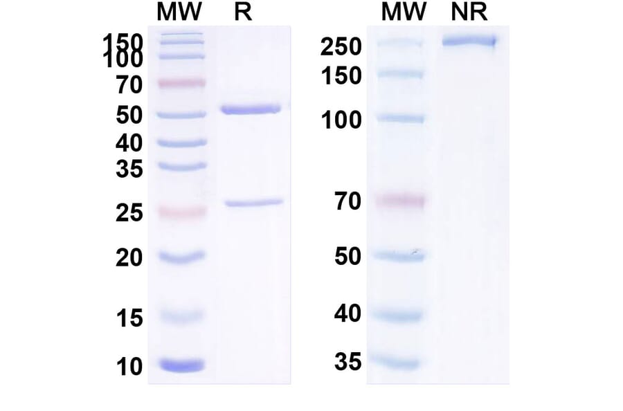 SDS-PAGE - Anti-TGF beta 1 Antibody [LY238277] Biosimilar - BSA and Azide free (A340292) - Antibodies.com