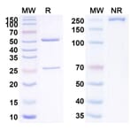 SDS-PAGE - Anti-TGF beta 1 Antibody [LY238277] Biosimilar - BSA and Azide free (A340292) - Antibodies.com