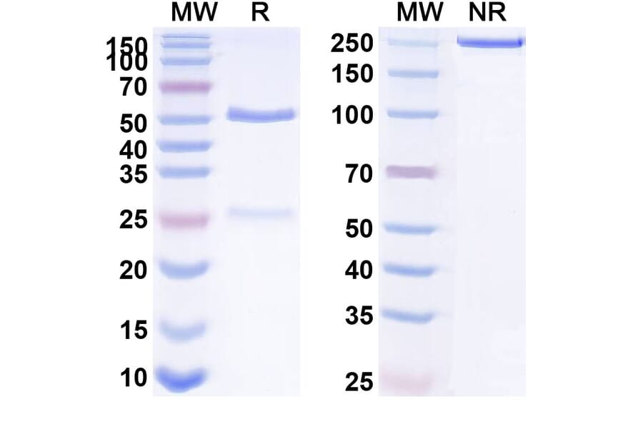 SDS-PAGE - Anti-TGF beta 1 Antibody [SRK-181] Biosimilar - BSA and Azide free (A340293) - Antibodies.com