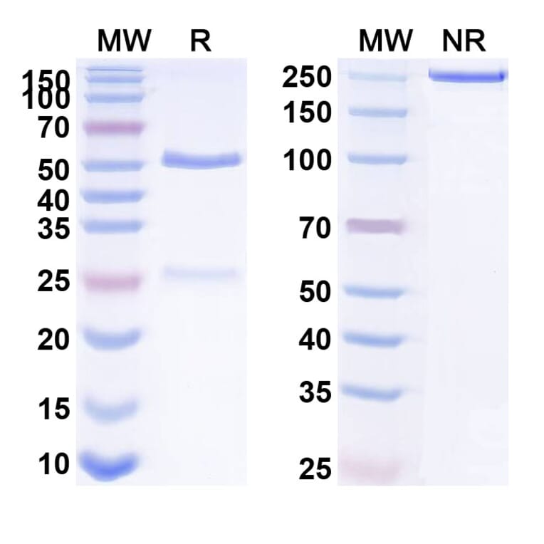 SDS-PAGE - Anti-TGF beta 1 Antibody [SRK-181] Biosimilar - BSA and Azide free (A340293) - Antibodies.com