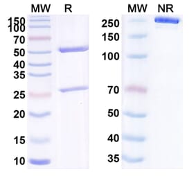 SDS-PAGE - Anti-Tie2 Antibody [UBX25] Biosimilar - BSA and Azide free (A340295) - Antibodies.com