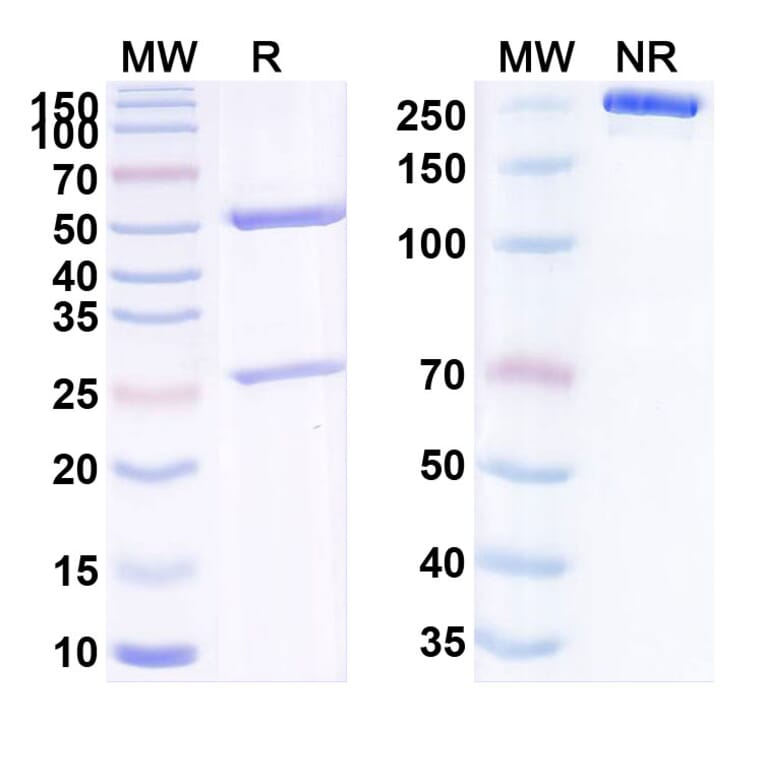 SDS-PAGE - Anti-TIGIT Antibody [PM 121] Biosimilar - BSA and Azide free (A340296) - Antibodies.com