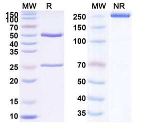 SDS-PAGE - Anti-TIGIT Antibody [AB-38] Biosimilar - BSA and Azide free (A340298) - Antibodies.com