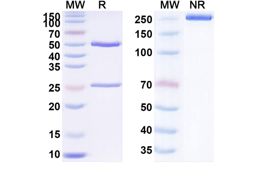 SDS-PAGE - Anti-TIGIT Antibody [AB-38] Biosimilar - BSA and Azide free (A340298) - Antibodies.com