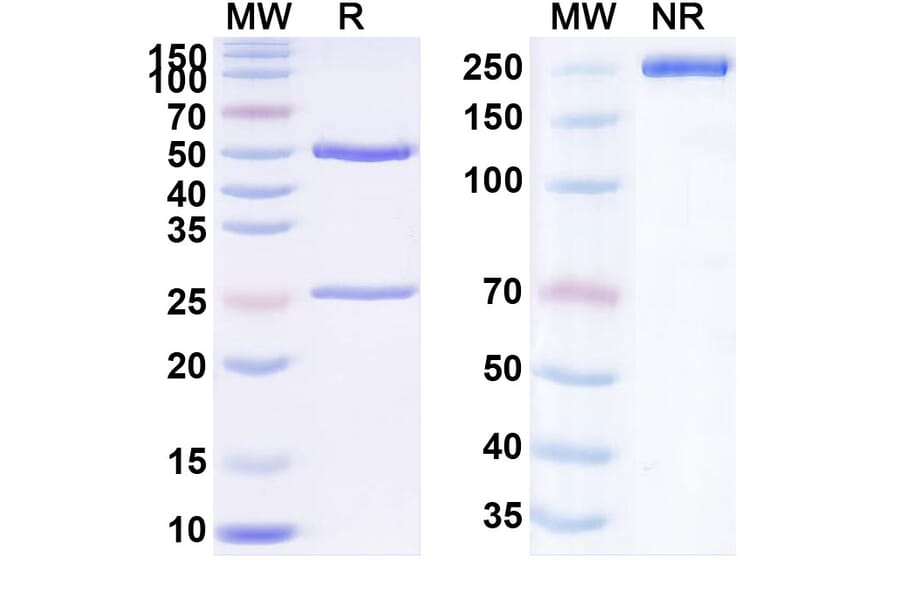 SDS-PAGE - Anti-TIGIT Antibody [BAT621] Biosimilar - BSA and Azide free (A340300) - Antibodies.com