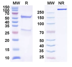 SDS-PAGE - Anti-TIGIT Antibody [BMS 98627] Biosimilar - BSA and Azide free (A340301) - Antibodies.com