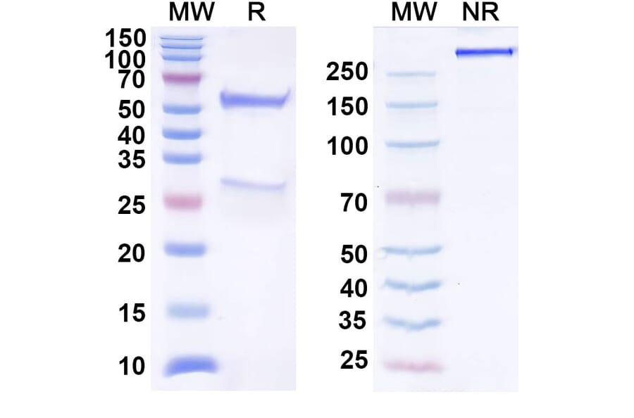 SDS-PAGE - Anti-TIGIT Antibody [BMS 98627] Biosimilar - BSA and Azide free (A340301) - Antibodies.com