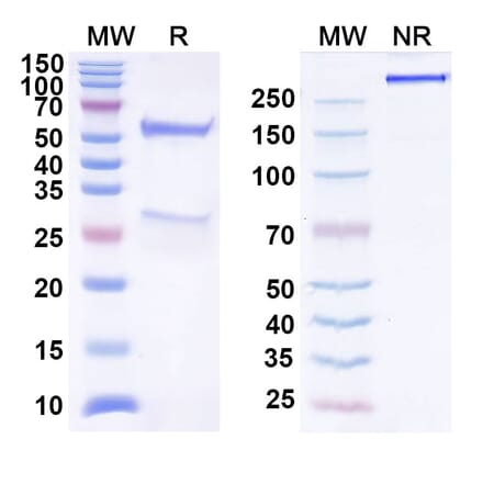 SDS-PAGE - Anti-TIGIT Antibody [BMS 98627] Biosimilar - BSA and Azide free (A340301) - Antibodies.com