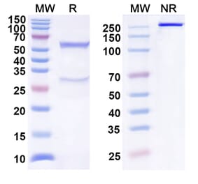 SDS-PAGE - Anti-TIGIT Antibody [COM92] Biosimilar - BSA and Azide free (A340302) - Antibodies.com