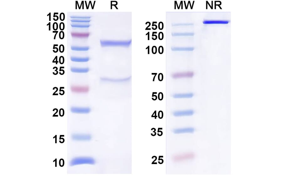 SDS-PAGE - Anti-TIGIT Antibody [COM92] Biosimilar - BSA and Azide free (A340302) - Antibodies.com